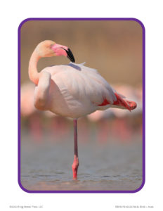 flamingo