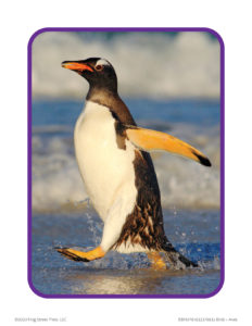 penguin