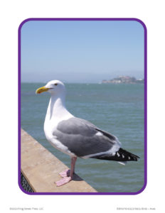 seagull