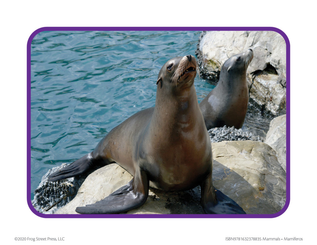 sea lion