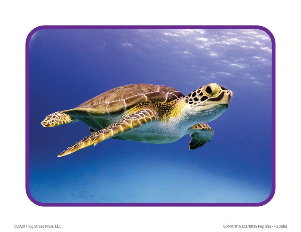 sea turtle