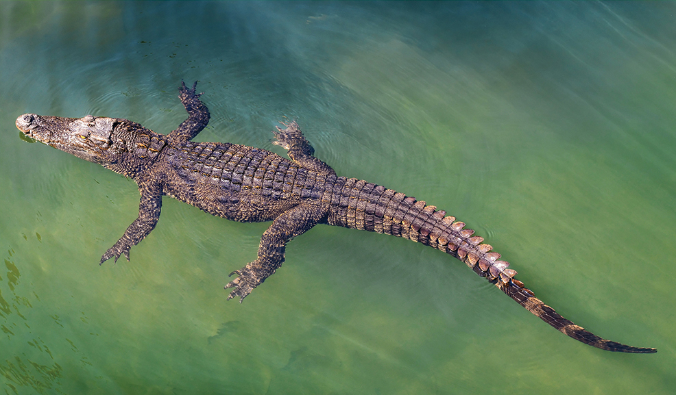 crocodile