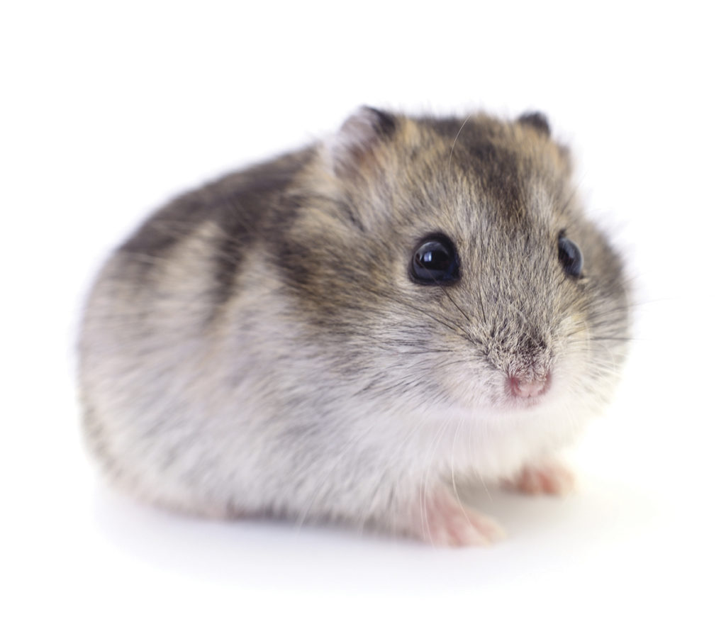 hamster