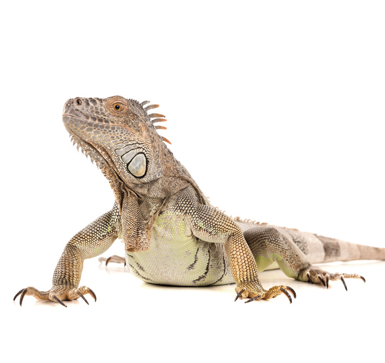 iguana