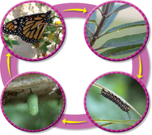 butterfly life cycle