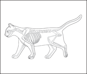 cat skeleton