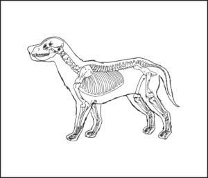 dog skeleton